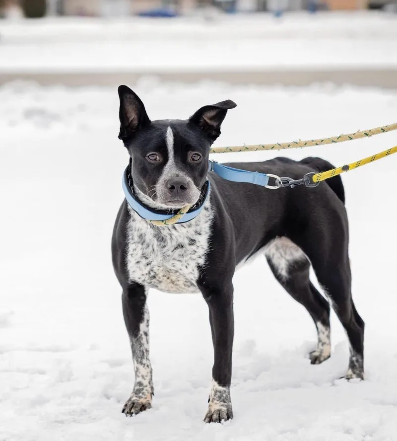 Cookiedough thumbnail 2