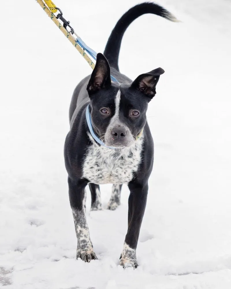 Cookiedough thumbnail 3