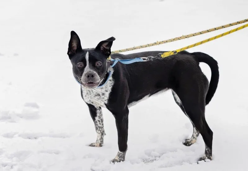 Cookiedough thumbnail 4