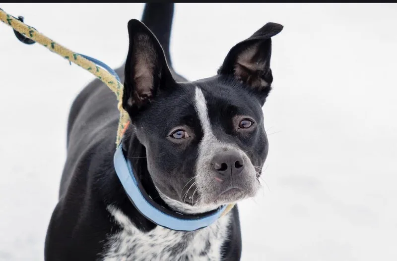 Cookiedough thumbnail 5