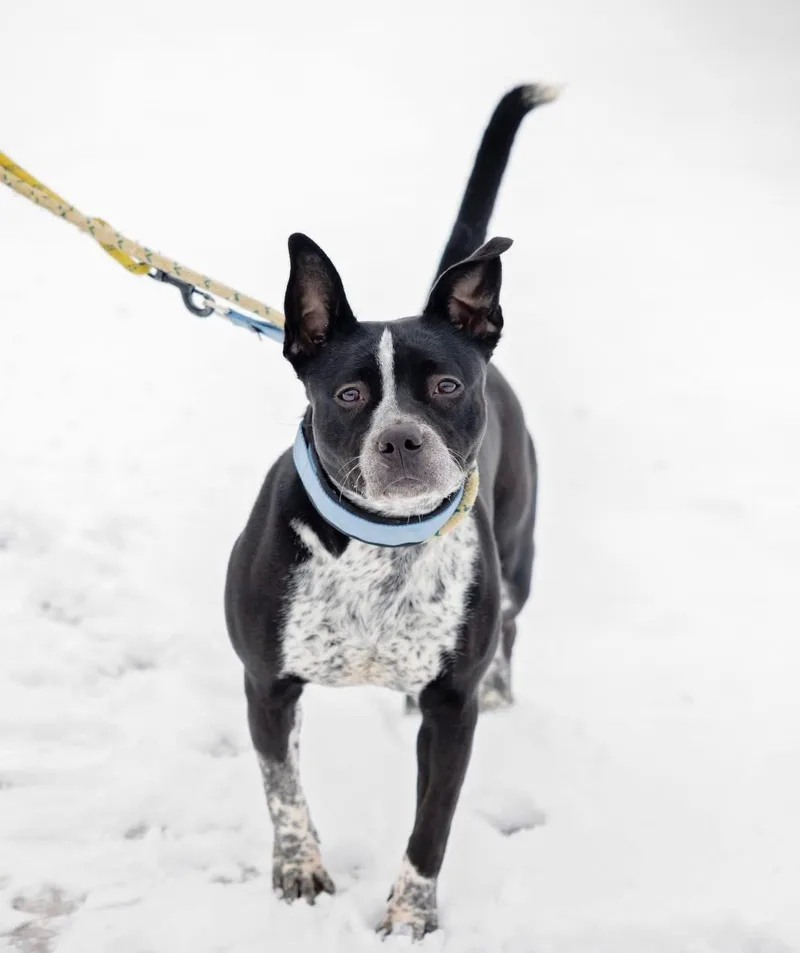 Cookiedough thumbnail 6