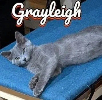 A baby small-sized female Domestic Short Hair cat named Grayleight for adoption in Fairmont, WV
