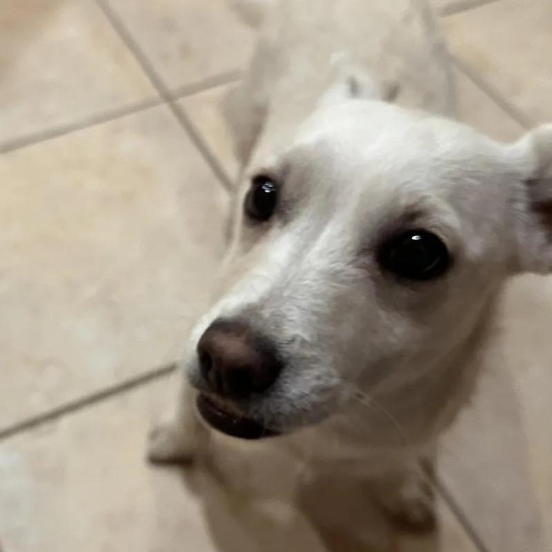 A young small-sized female Chihuahua dog named Winnie for adoption in Spokane, WA