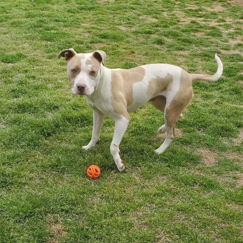 A young medium-sized female Apricot / Beige Mixed Breed dog named Lyric for adoption in Tunica, MS