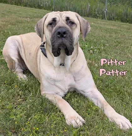 Pitter Patter thumbnail 2