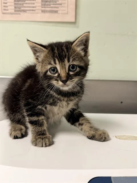 A baby small-sized male Domestic Short Hair cat named Martin for adoption in Santa Cruz, CA