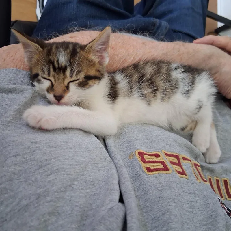 Gizmo thumbnail 3