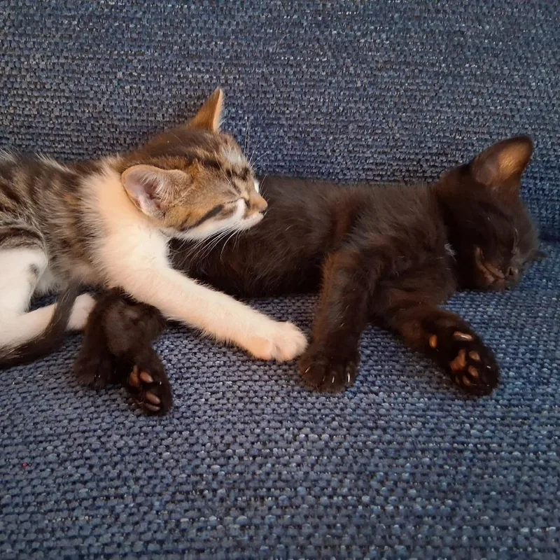 Gizmo thumbnail 5