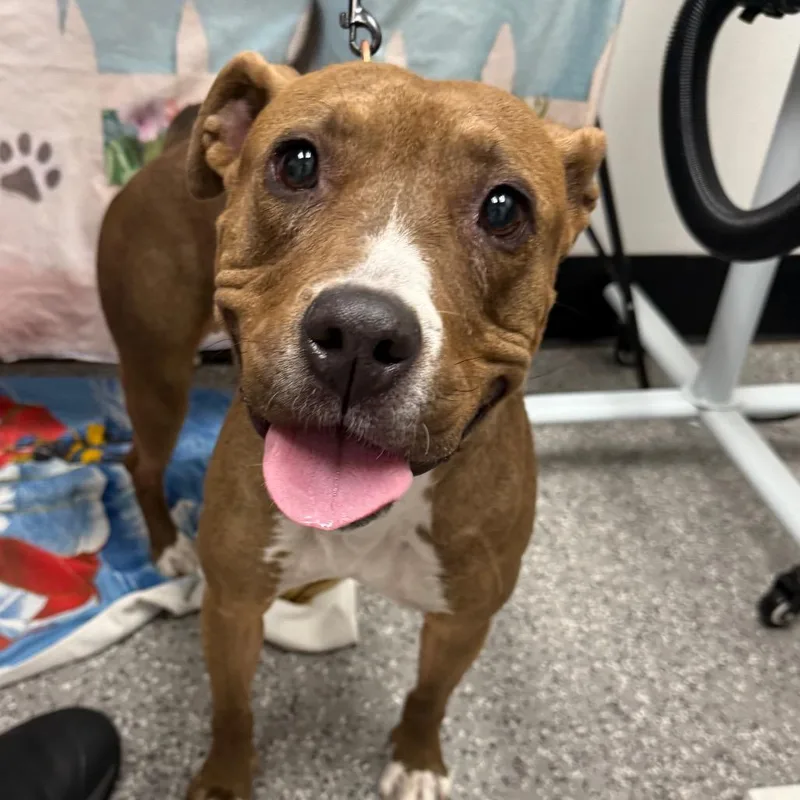 An adult medium-sized female Brown / Chocolate Pit Bull Terrier dog named Angel Vt for adoption in Las Vegas, NV