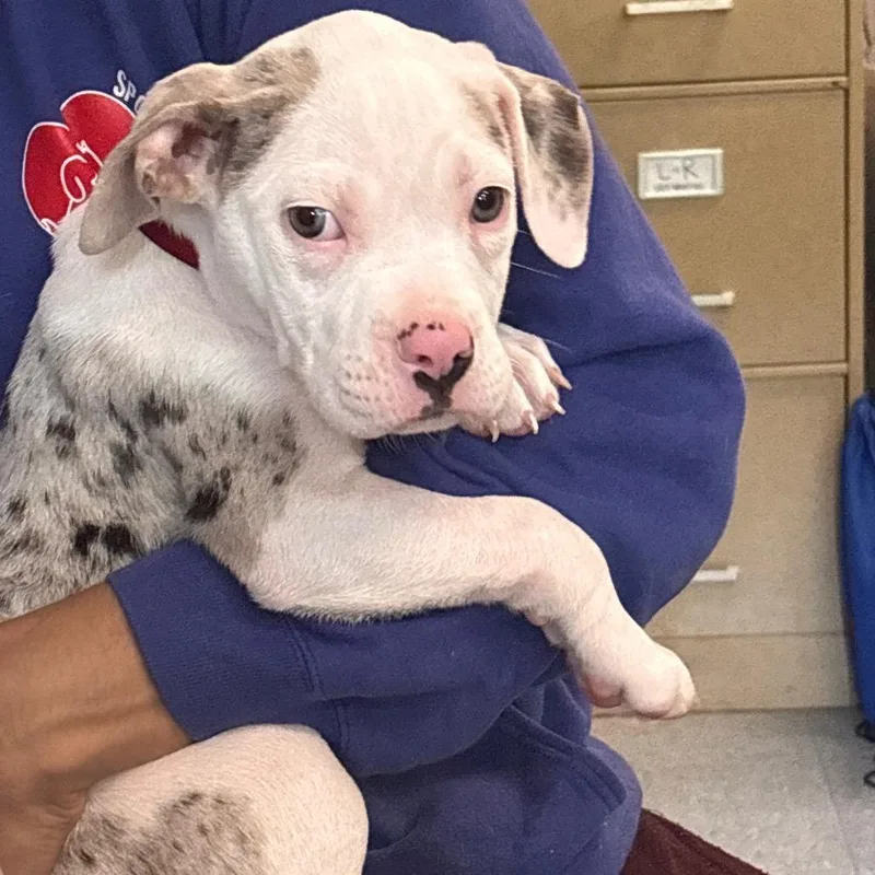 A young medium-sized male Merle (Blue) Mixed Breed dog named Cadbury for adoption in Greensboro, NC
