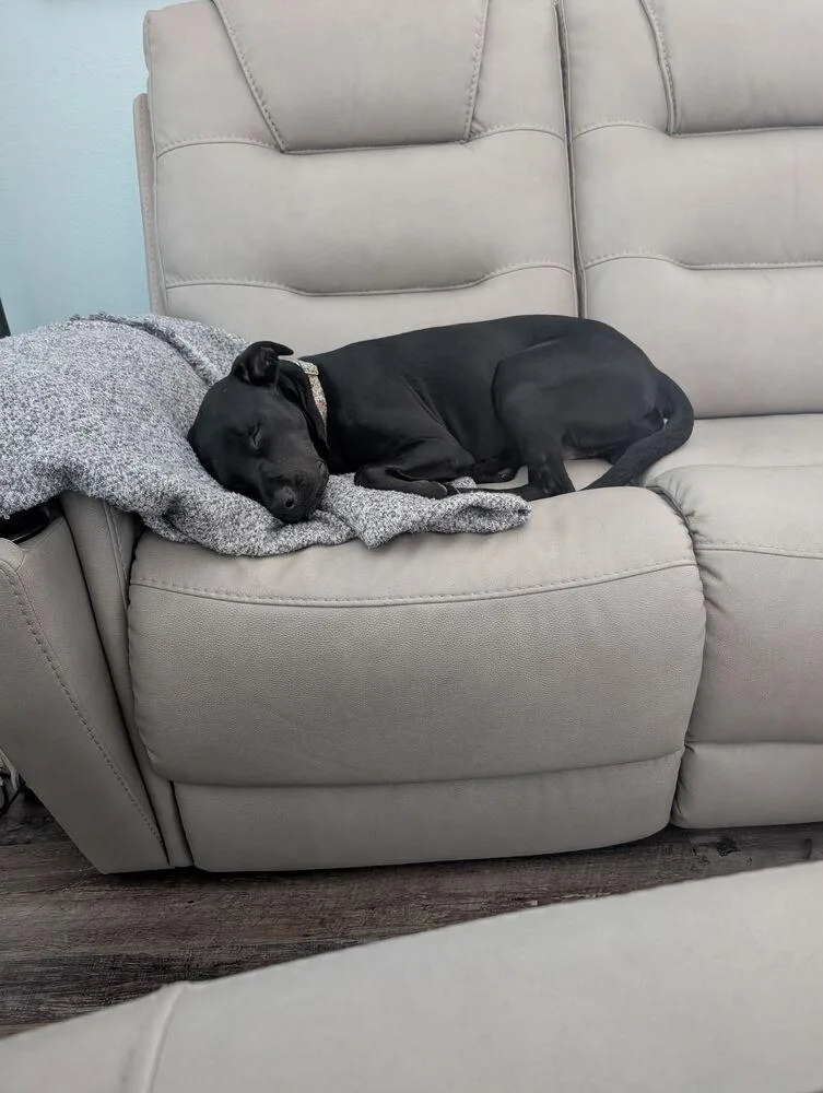 A young medium-sized female Black Labrador Retriever dog named Toda for adoption in Lakeland, FL