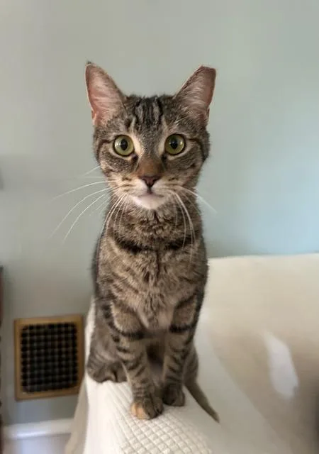 An adult medium-sized female Tabby (Brown / Chocolate) Domestic Short Hair cat named Emmylou for adoption in Cedars, PA