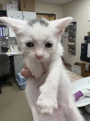 A baby small-sized male Domestic Short Hair cat named Blanco for adoption in Palm Coast, FL