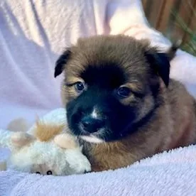 A baby medium-sized female Shepherd dog named Pinot Noir for adoption in Houston, TX