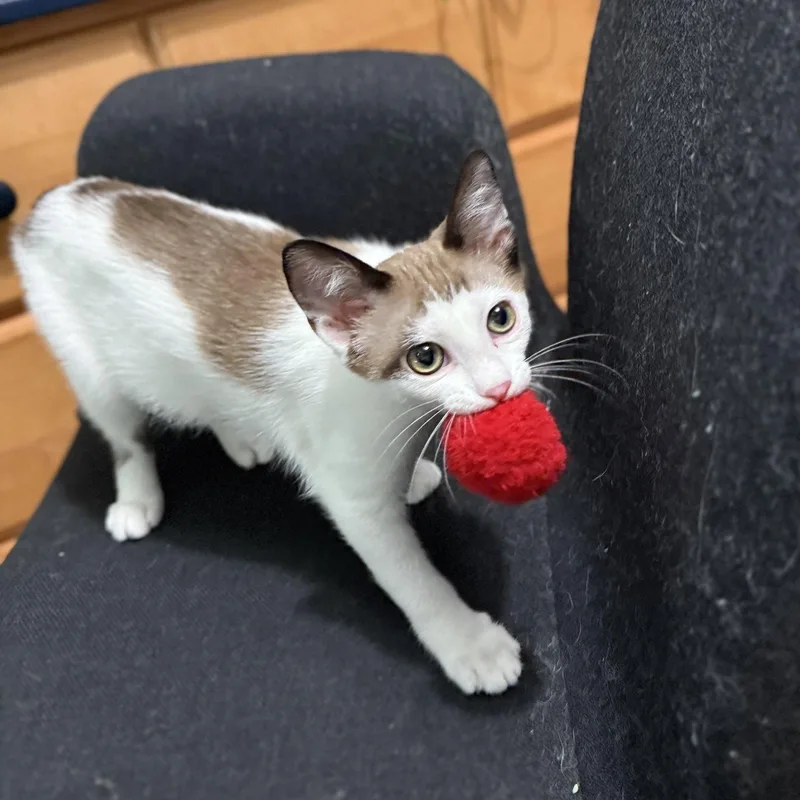A baby medium-sized male Black & White / Tuxedo Domestic Short Hair cat named Marco for adoption in Herndon, VA