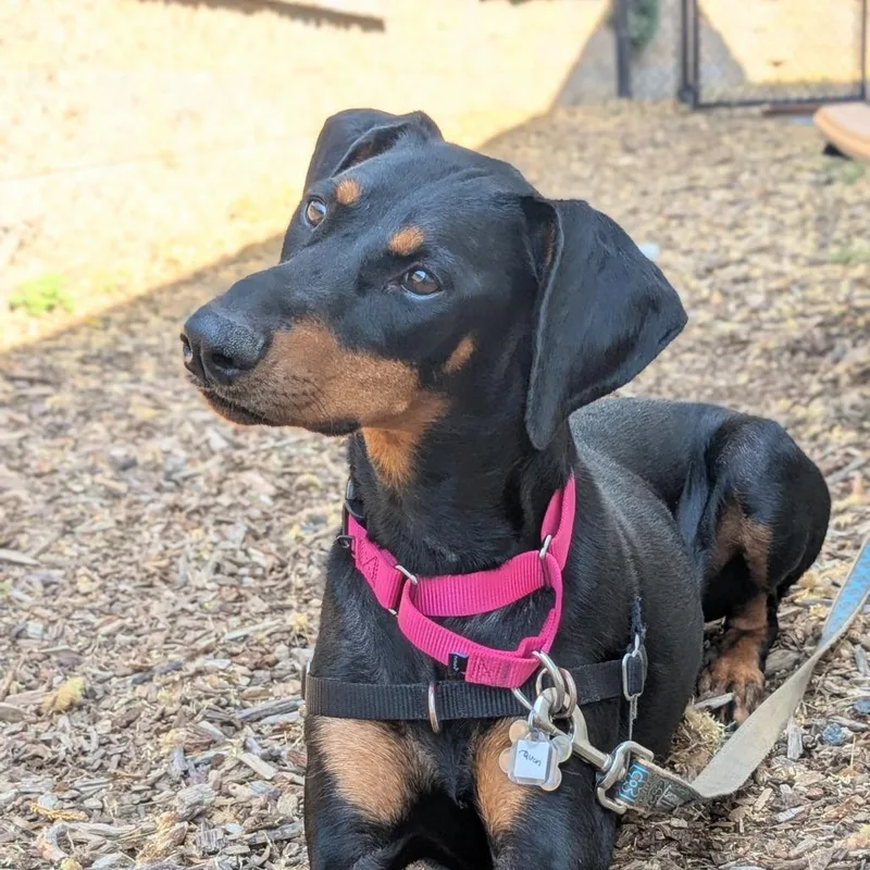 A young medium-sized female Black Doberman Pinscher dog named Raven for adoption in Falls Church, VA