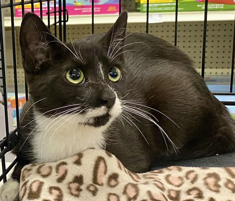 A baby medium-sized female Black & White / Tuxedo Domestic Short Hair cat named Domino for adoption in Red Bank, NJ