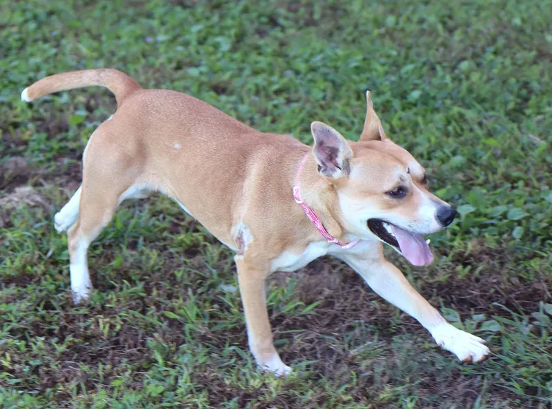 A young medium-sized female White / Cream Terrier dog named Mrs. Dansbury for adoption in Kansas City, KS