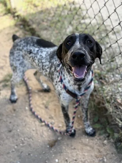 A baby medium-sized female Pointer dog named Shakira for adoption in Picayune, MS