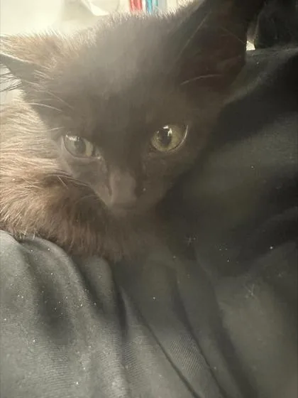 A baby small-sized female Domestic Short Hair cat named Pepper for adoption in West Chester, PA