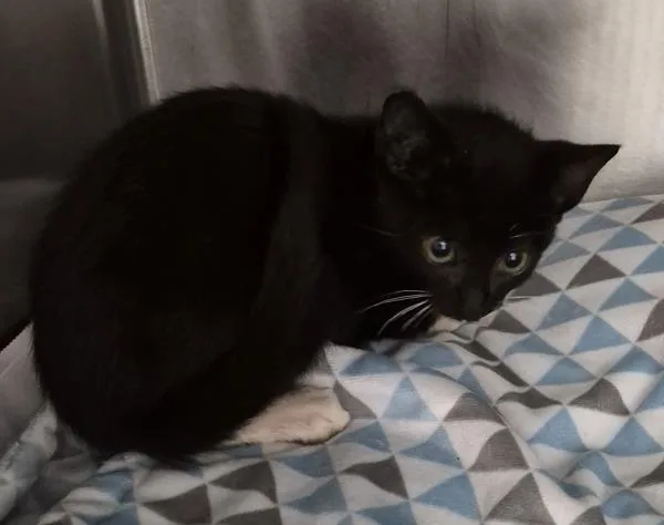 A baby small-sized male Domestic Short Hair cat named Fb D for adoption in Lawrenceville, GA
