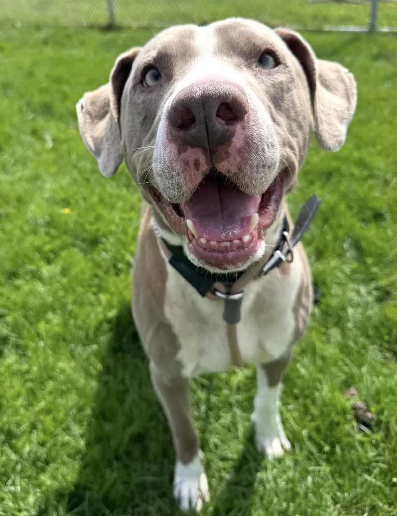 A young medium-sized male Gray / Blue / Silver Hound dog named Cletus for adoption in Euclid, OH
