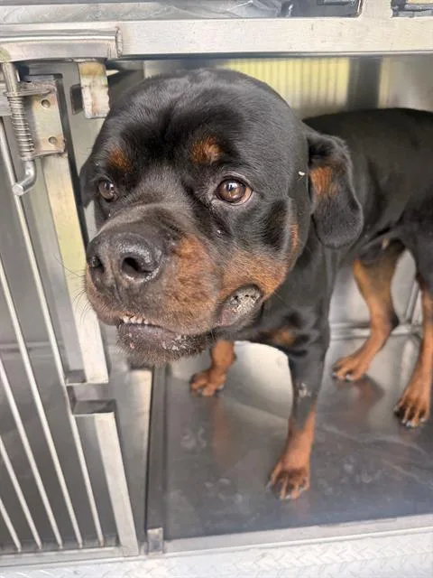 A young large-sized male Rottweiler dog named Duke for adoption in Dallas, TX