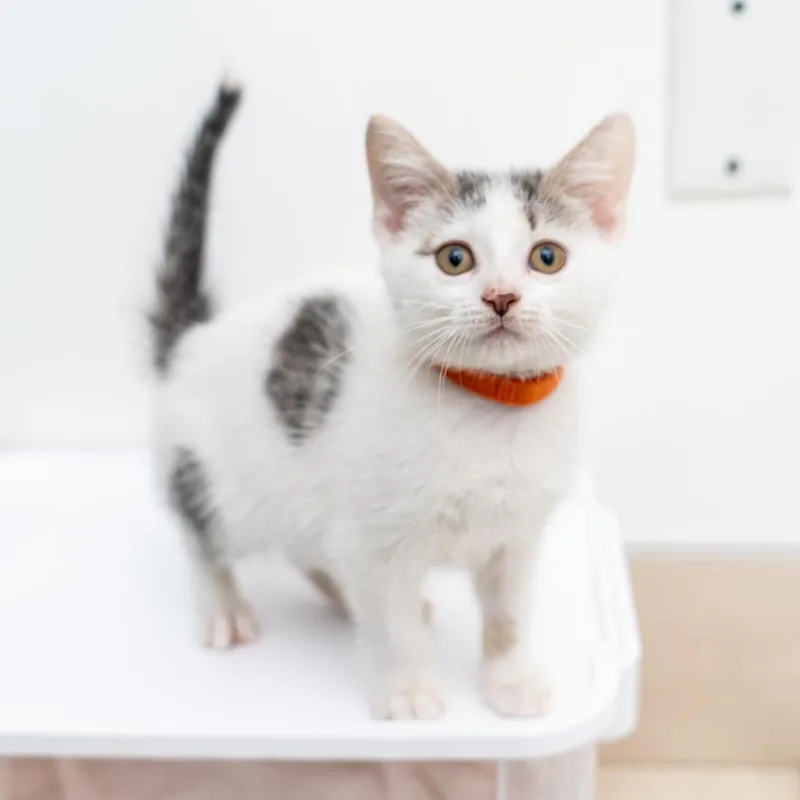A baby small-sized female Gray / Blue / Silver Domestic Short Hair cat named Lauren for adoption in New York, NY