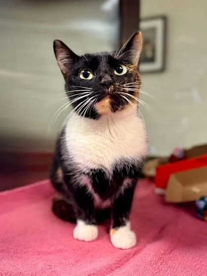 An adult small-sized female Domestic Short Hair cat named Dove for adoption in West Chester, PA
