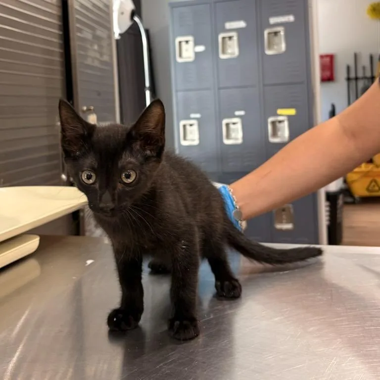 A baby small-sized male Black Domestic Medium Hair cat named Nutella for adoption in Livingston, TX