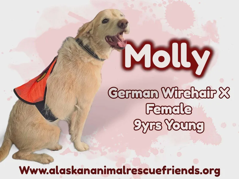 An adult large-sized female German Wirehaired Pointer dog named Molly for adoption in Anchorage, AK
