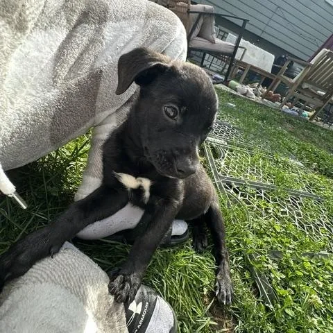 A baby medium-sized female Black Terrier dog named Kanga for adoption in Plainfield, IL
