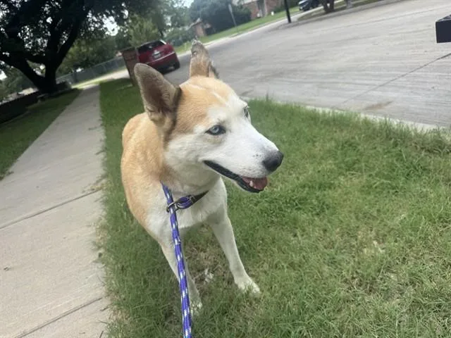 An adult medium-sized female Siberian Husky dog named Stormy for adoption in Garland, TX