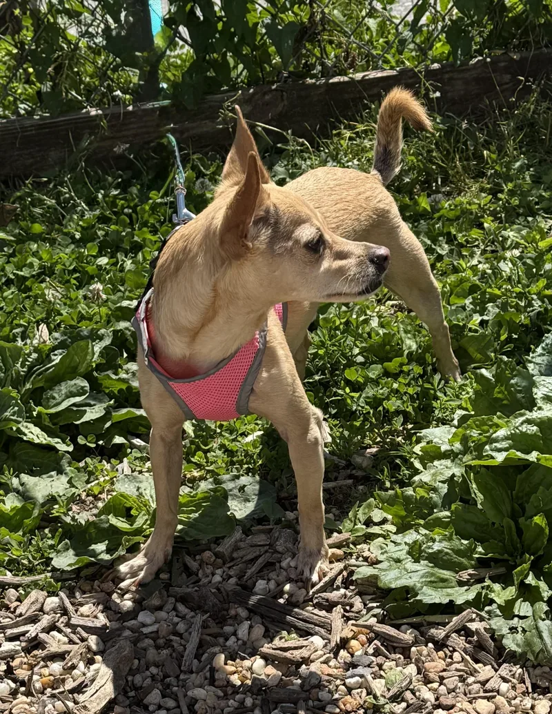 An adult small-sized male Apricot / Beige Chihuahua dog named Brooklyn Bonded To Missy for adoption in Ellicott City, MD