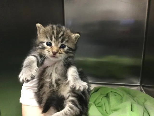 A baby small-sized female Domestic Short Hair cat named Shelly for adoption in Thousand Palms, CA