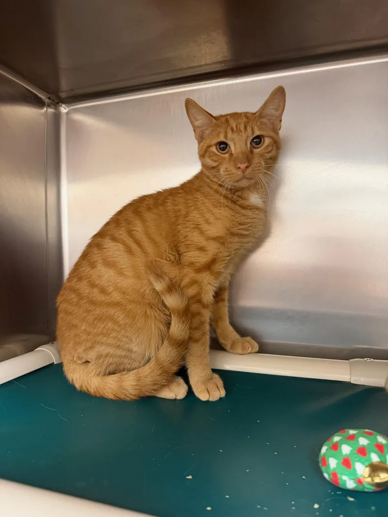 A young medium-sized male Domestic Short Hair cat named Jonah at PetSmart for adoption in St. Augustine, FL