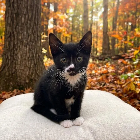 A baby small-sized female Domestic Short Hair cat named Scarecrow for adoption in Silver Spring, MD