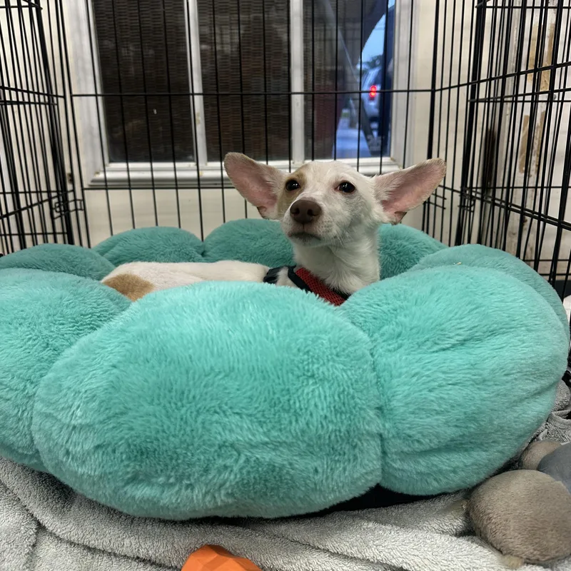 A young small-sized male White / Cream Chihuahua dog named Countryside for adoption in Ellicott City, MD