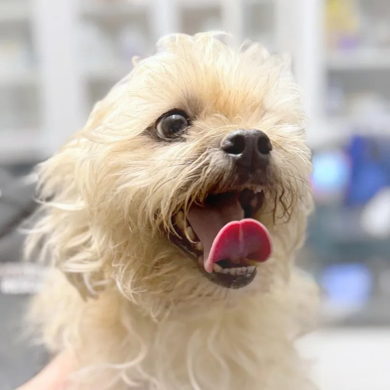 A senior small-sized male Yellow / Tan / Blond / Fawn Lhasa Apso dog named Scooby for adoption in Providence, RI