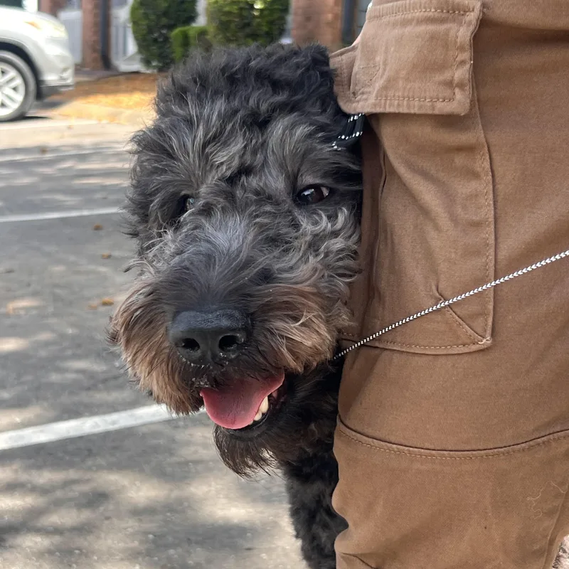 A young medium-sized female Black Standard Poodle dog named Cookie for adoption in Medfield, MA