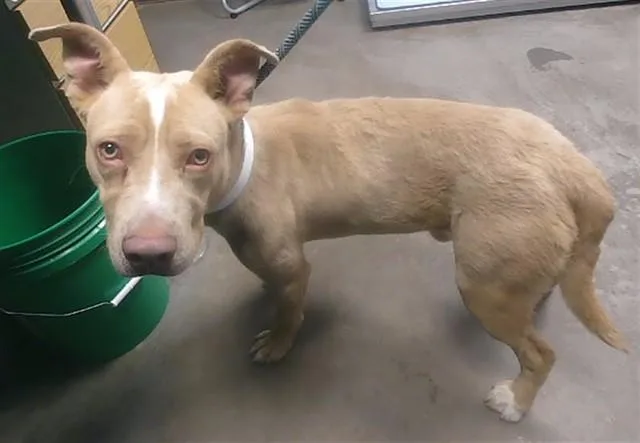 A young large-sized male Pit Bull Terrier dog named Quincy for adoption in Phoenix, AZ