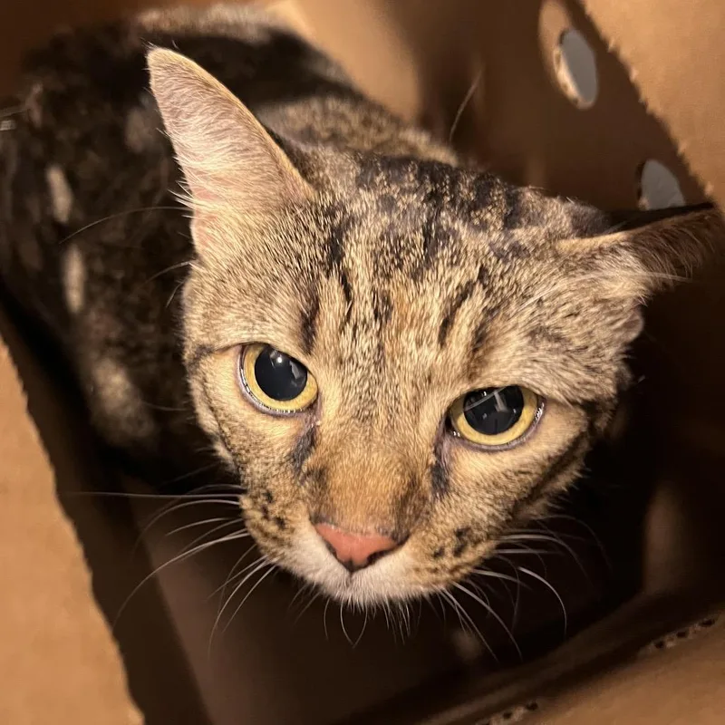 An adult large-sized female Domestic Short Hair cat named Bonnie for adoption in Tampa, FL