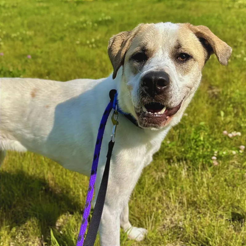 An adult medium-sized female White / Cream Mixed Breed dog named Hayle for adoption in Matteson, IL