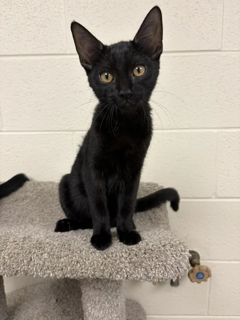 A young medium-sized female Black Domestic Short Hair cat named Sierra for adoption in Valparaiso, IN