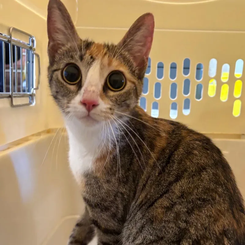 A young medium-sized female Brown / Chocolate Domestic Short Hair cat named Mitzi for adoption in Allentown, PA