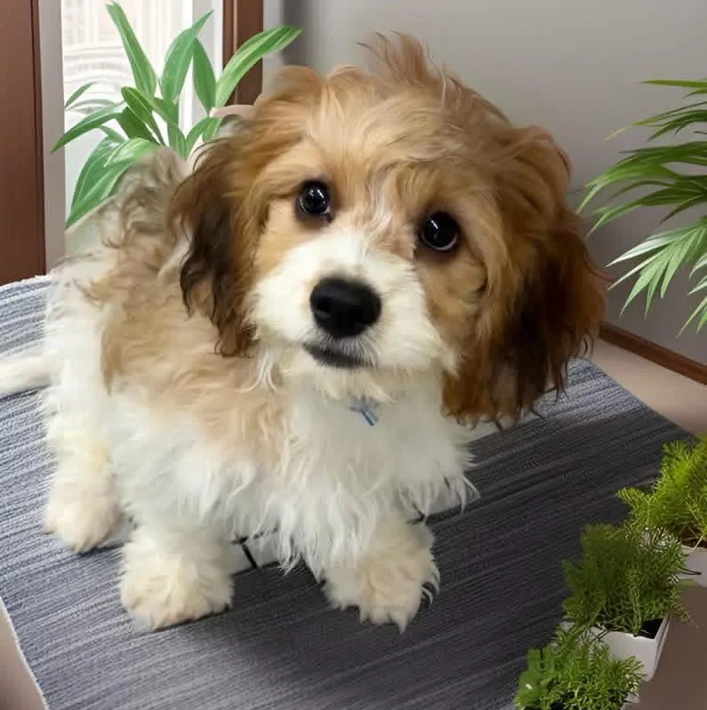 A baby small-sized female Apricot / Beige Cavalier King Charles Spaniel dog named Elisa for adoption in Bronx, NY