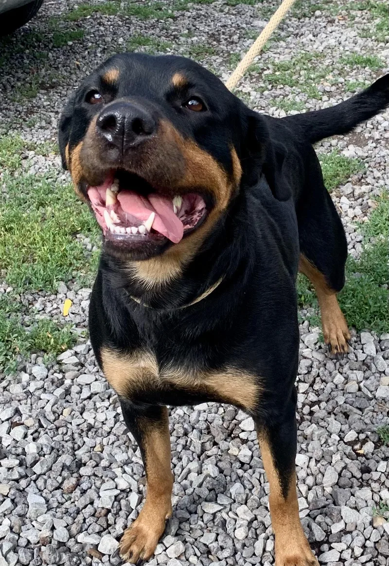 A young large-sized female Rottweiler dog named Dakota for adoption in McKeesport, PA