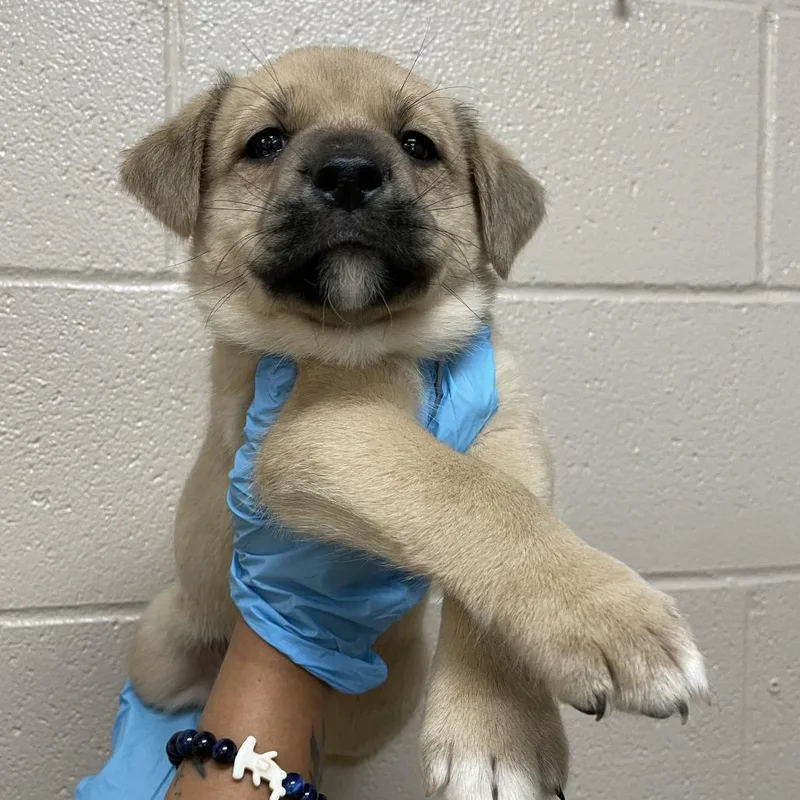 A baby small-sized male Apricot / Beige Great Pyrenees dog named Ned for adoption in Birmingham, AL