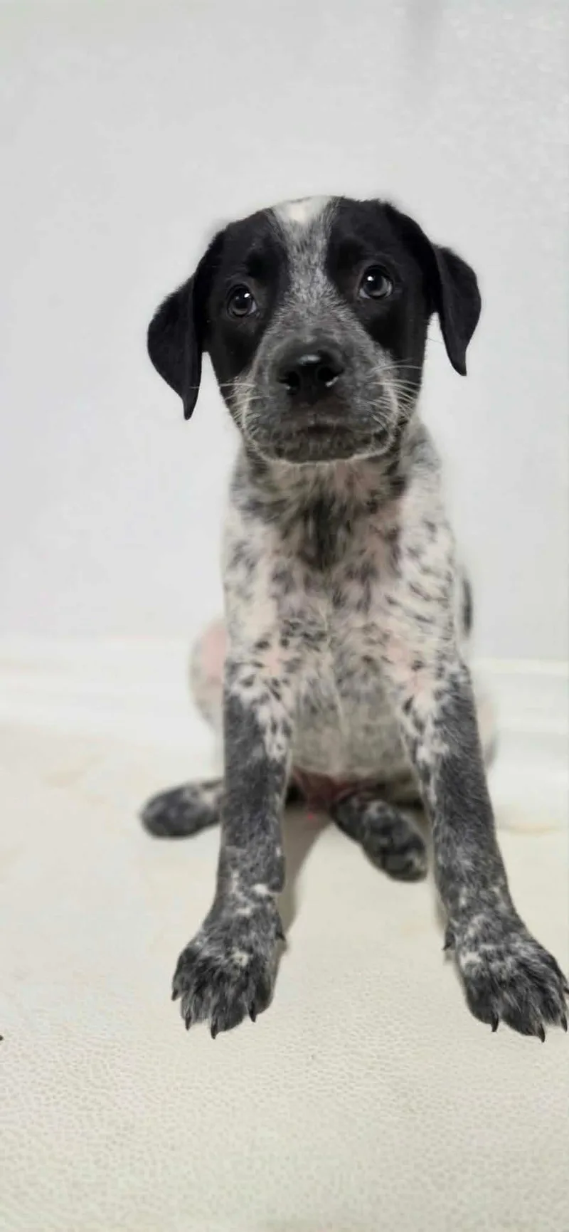 A baby medium-sized male Black Mixed Breed dog named Wesley for adoption in BONIFAY, FL