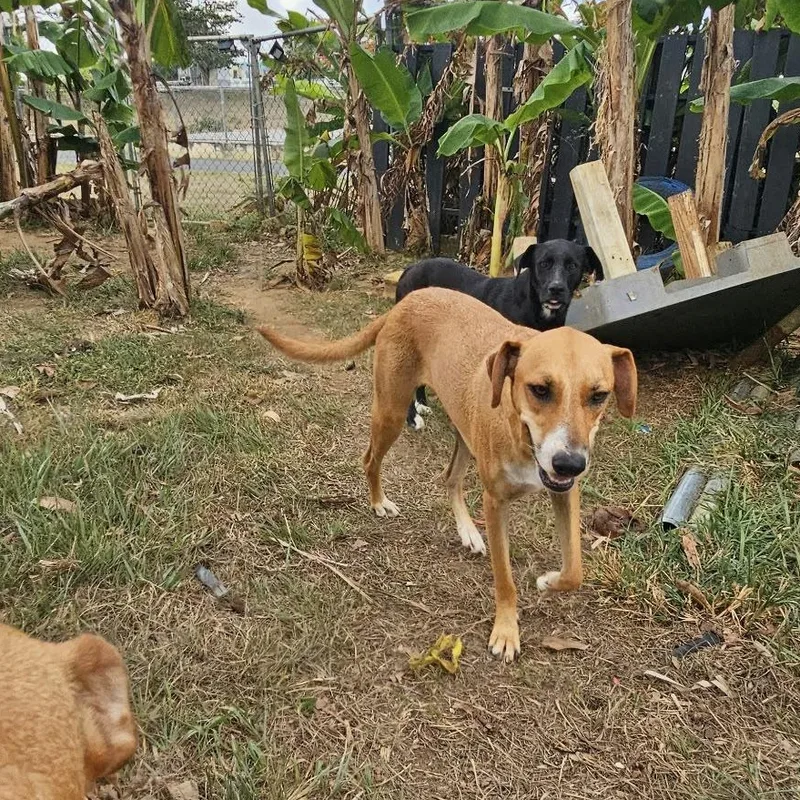 A young medium-sized female Brown / Chocolate Rottweiler dog named Shay for adoption in Isabela, PR